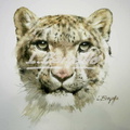Leopardo
