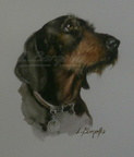Smooth-haired dachshund - 40x30 cm.