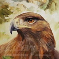 Aguila