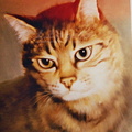 Gato 20x30 cm 
