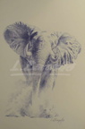 Elefant gener 12-  49x30 cm 