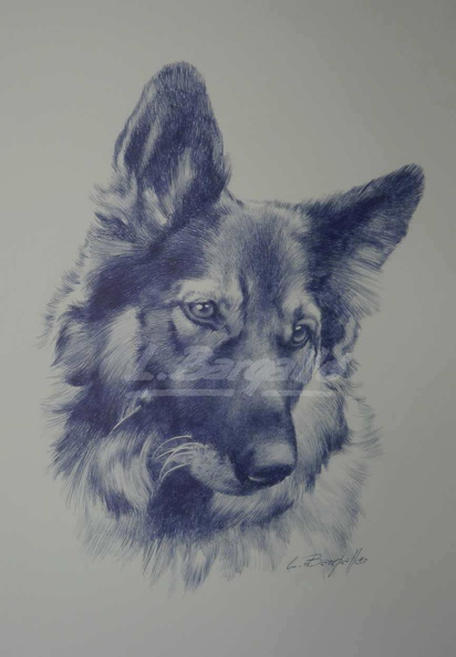 Gos llop -50x35 cm_ -25-4-11-M.JPG