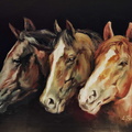 Cavalls - 20P-54x73 cm.