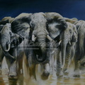 Elefants -10M 33x55 cm.
